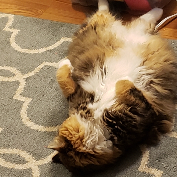 Photo Shoot (for wet-food🥫🍛🦀🦐) - Picture 7 of 9